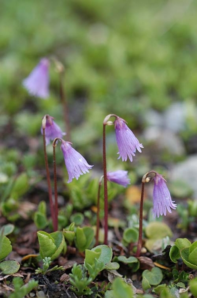 Pflanzenbild gross Kleines Alpenglöckchen - Soldanella pusilla