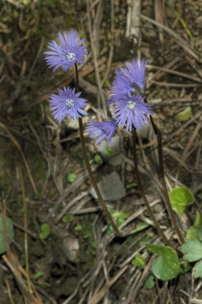 Pflanzenbild gross Grosses Alpenglöckchen - Soldanella alpina