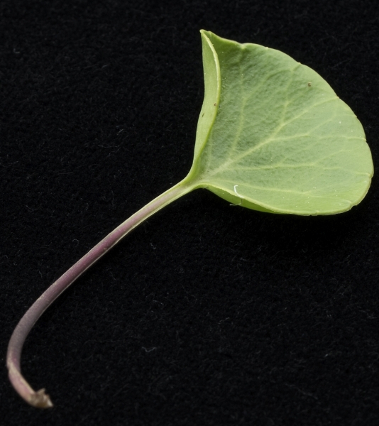 Pflanzenbild gross Grosses Alpenglöckchen - Soldanella alpina