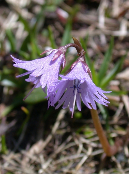 Pflanzenbild gross Grosses Alpenglöckchen - Soldanella alpina