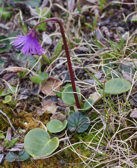 Pflanzenbild gross Grosses Alpenglöckchen - Soldanella alpina