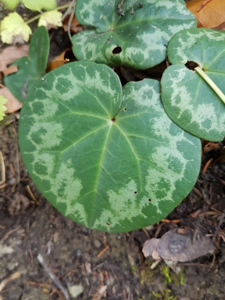 Pflanzenbild gross Europäisches Alpenveilchen - Cyclamen purpurascens