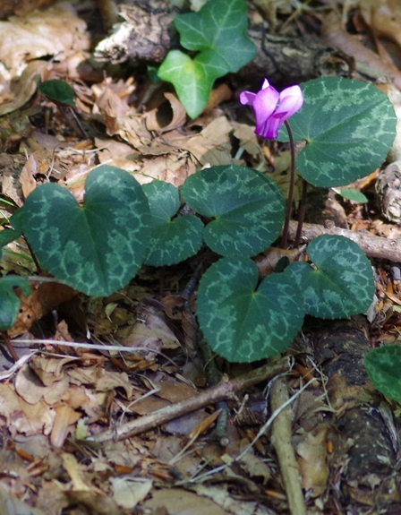 Pflanzenbild gross Europäisches Alpenveilchen - Cyclamen purpurascens