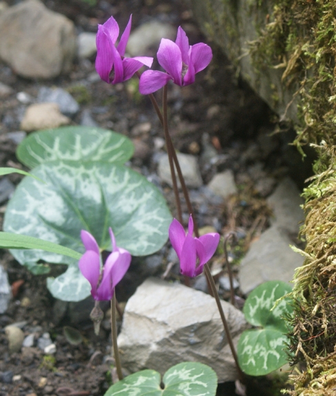 Pflanzenbild gross Europäisches Alpenveilchen - Cyclamen purpurascens
