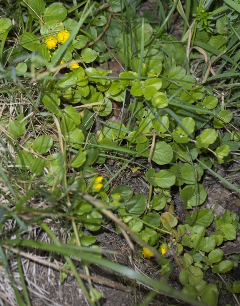 Pflanzenbild gross Pfennigkraut - Lysimachia nummularia