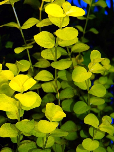 Pflanzenbild gross Pfennigkraut - Lysimachia nummularia