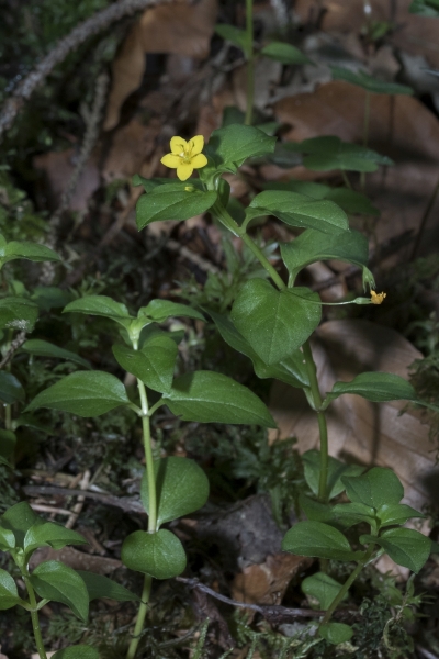 Pflanzenbild gross Hain-Gilbweiderich - Lysimachia nemorum