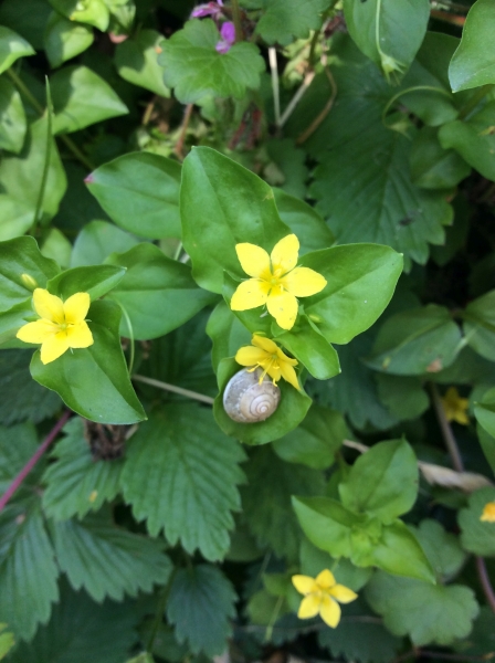 Pflanzenbild gross Hain-Gilbweiderich - Lysimachia nemorum