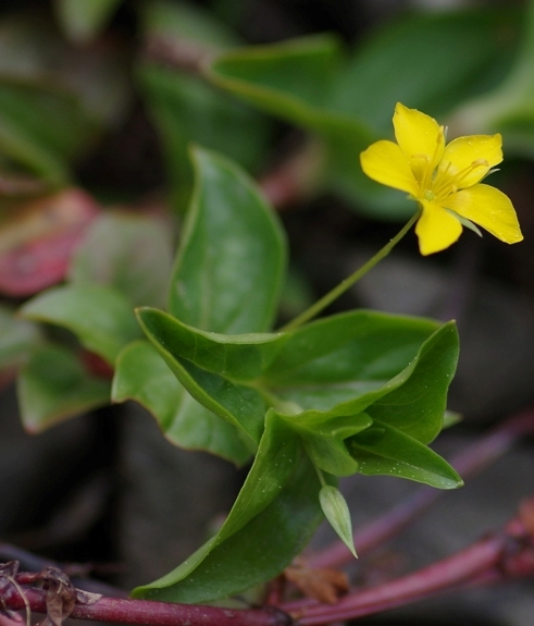 Pflanzenbild gross Hain-Gilbweiderich - Lysimachia nemorum