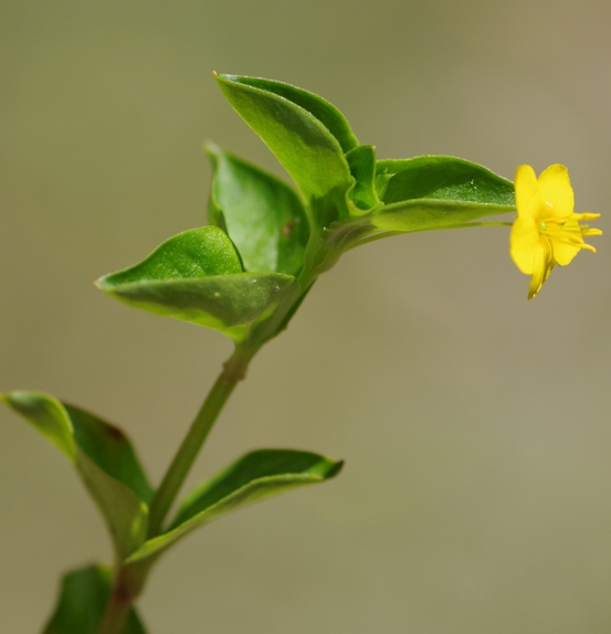 Pflanzenbild gross Hain-Gilbweiderich - Lysimachia nemorum