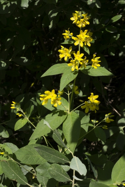 Pflanzenbild gross Gemeiner Gilbweiderich - Lysimachia vulgaris