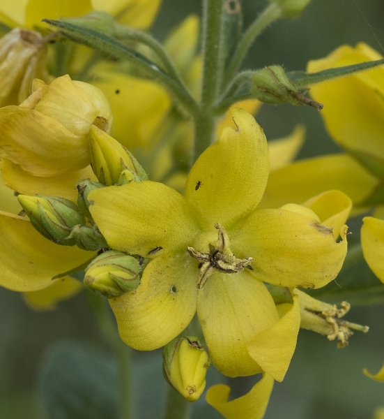 Pflanzenbild gross Gemeiner Gilbweiderich - Lysimachia vulgaris