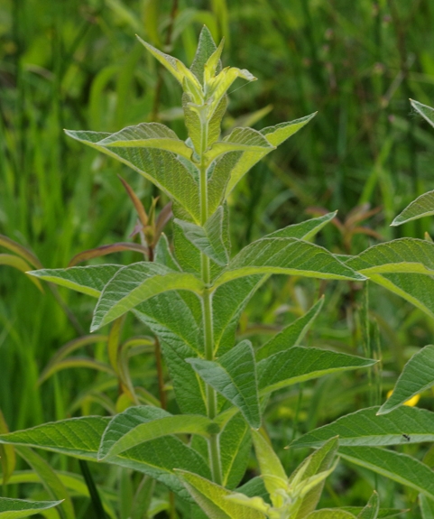 Pflanzenbild gross Gemeiner Gilbweiderich - Lysimachia vulgaris