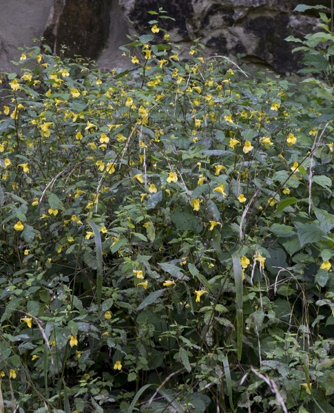 Pflanzenbild gross Wald-Springkraut - Impatiens noli-tangere