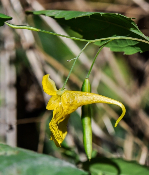 Pflanzenbild gross Wald-Springkraut - Impatiens noli-tangere