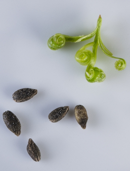 Pflanzenbild gross Kleines Springkraut - Impatiens parviflora