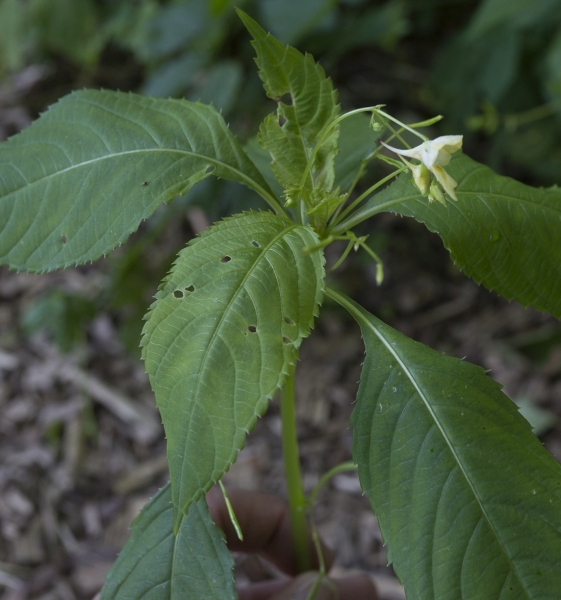 Pflanzenbild gross Kleines Springkraut - Impatiens parviflora