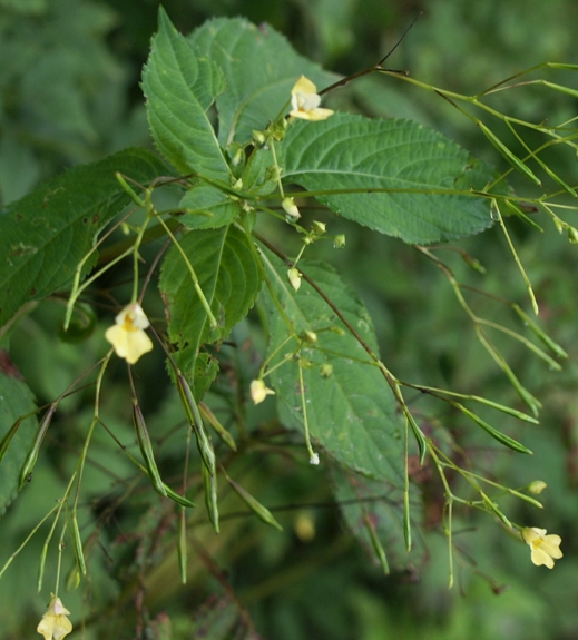 Pflanzenbild gross Kleines Springkraut - Impatiens parviflora