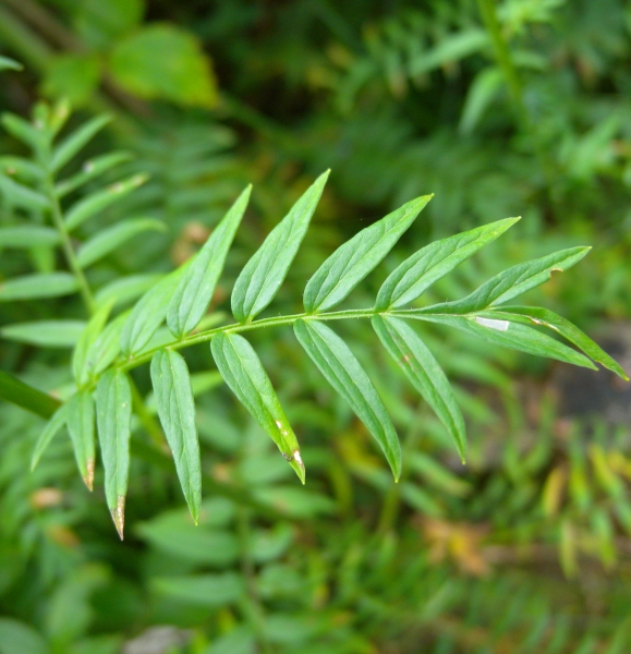 Pflanzenbild gross Himmelsleiter - Polemonium caeruleum