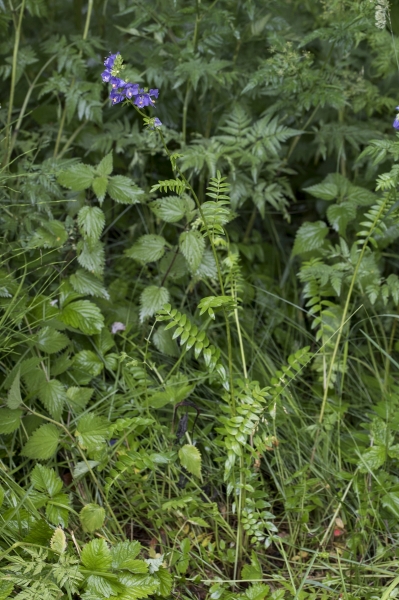 Pflanzenbild gross Himmelsleiter - Polemonium caeruleum