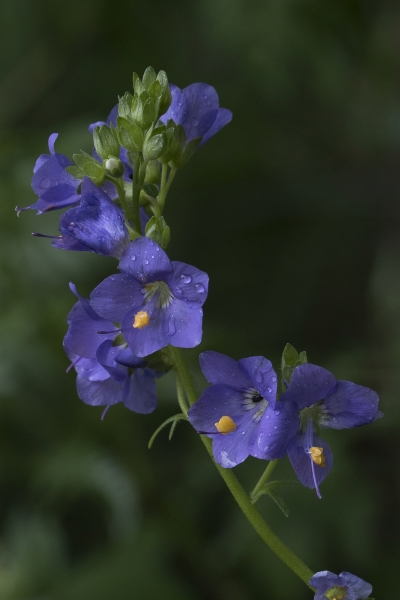 Pflanzenbild gross Himmelsleiter - Polemonium caeruleum