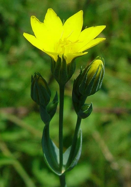 Pflanzenbild gross Durchwachsener Bitterling - Blackstonia perfoliata