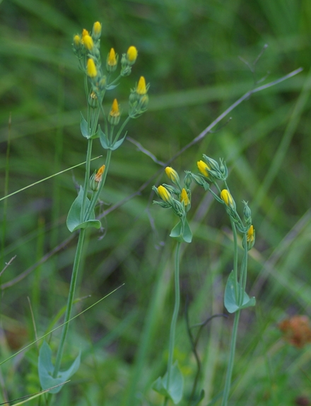 Pflanzenbild gross Durchwachsener Bitterling - Blackstonia perfoliata