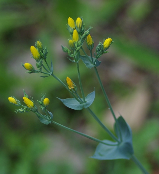 Pflanzenbild gross Durchwachsener Bitterling - Blackstonia perfoliata