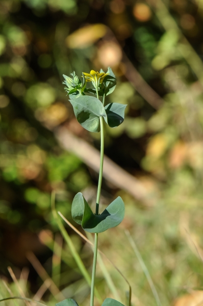 Pflanzenbild gross Durchwachsener Bitterling - Blackstonia perfoliata