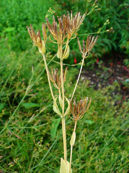 Pflanzenbild gross Echtes Tausendgüldenkraut - Centaurium erythraea