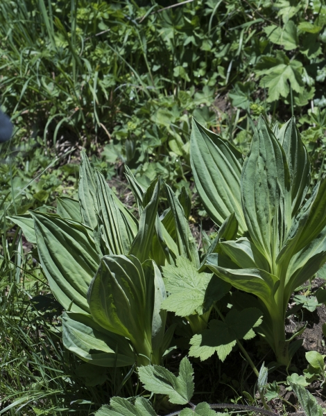 Pflanzenbild gross Gelber Enzian - Gentiana lutea