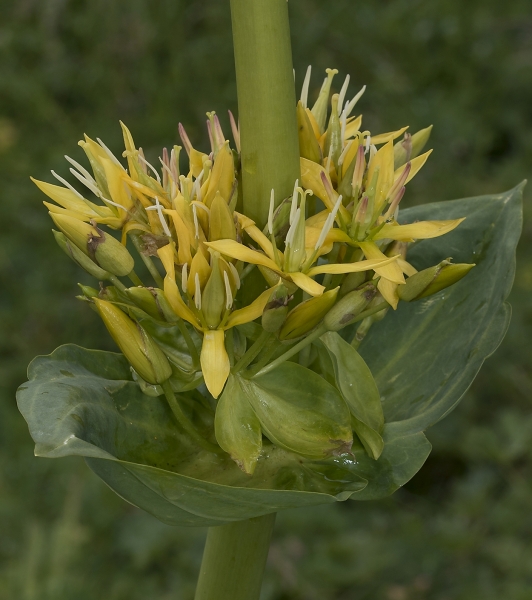 Pflanzenbild gross Gelber Enzian - Gentiana lutea