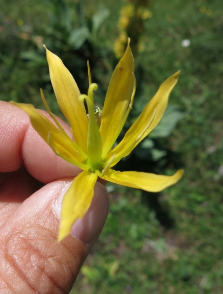 Pflanzenbild gross Gelber Enzian - Gentiana lutea