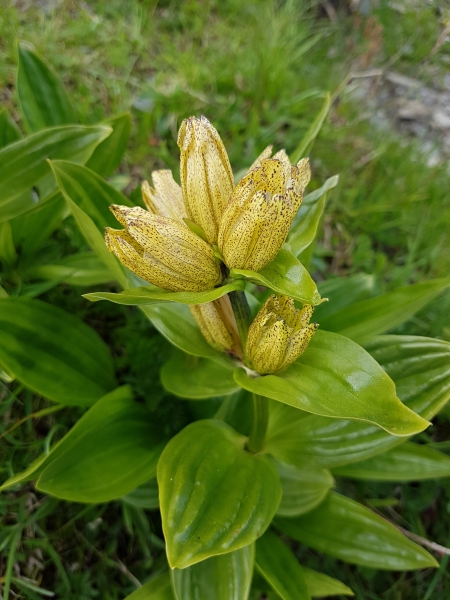Pflanzenbild gross Getüpfelter Enzian - Gentiana punctata