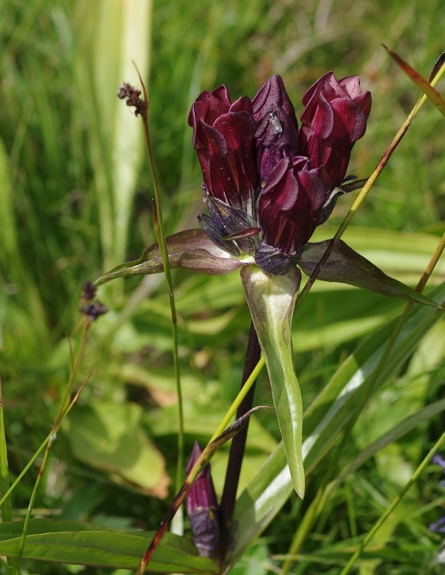 Pflanzenbild gross Purpur-Enzian - Gentiana purpurea