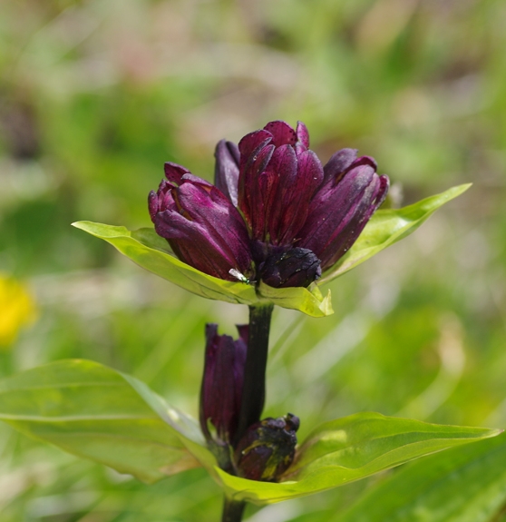Pflanzenbild gross Purpur-Enzian - Gentiana purpurea