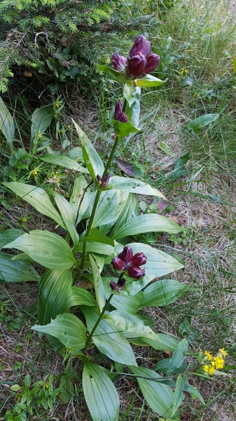 Pflanzenbild gross Purpur-Enzian - Gentiana purpurea