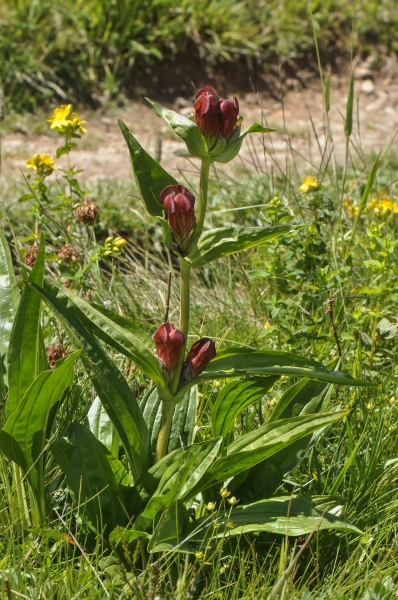 Pflanzenbild gross Purpur-Enzian - Gentiana purpurea