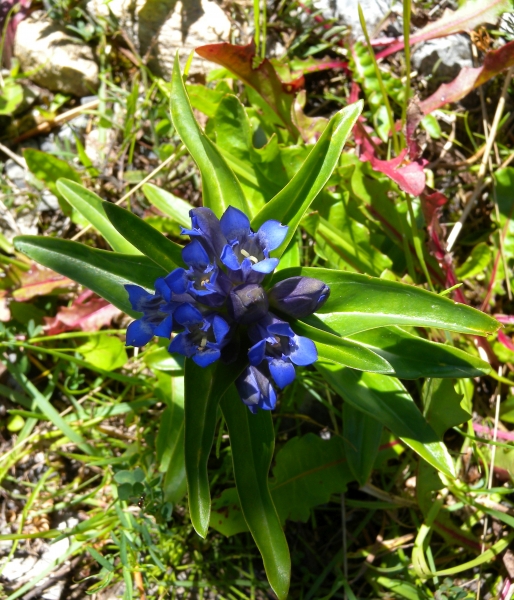 Pflanzenbild gross Kreuzblättriger Enzian - Gentiana cruciata