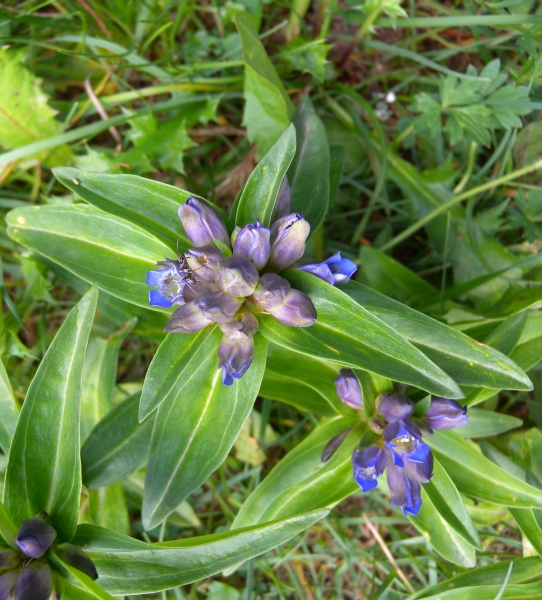 Pflanzenbild gross Kreuzblättriger Enzian - Gentiana cruciata