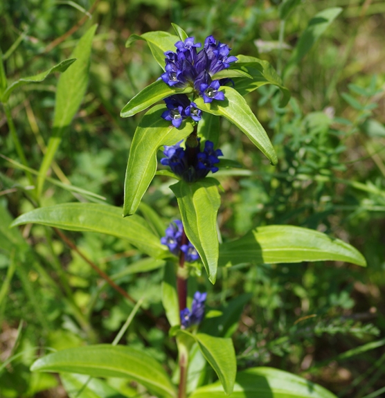 Pflanzenbild gross Kreuzblättriger Enzian - Gentiana cruciata