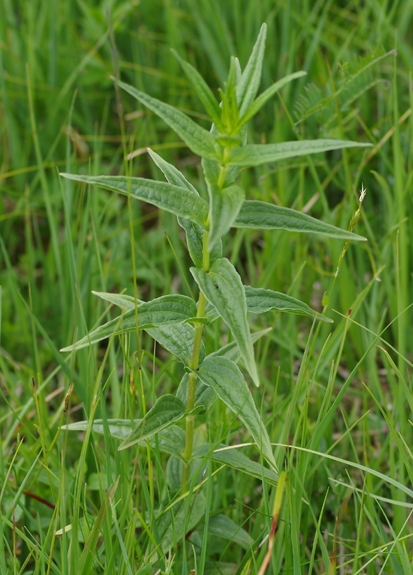 Pflanzenbild gross Schwalbenwurz-Enzian - Gentiana asclepiadea