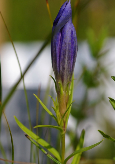 Pflanzenbild gross Lungen-Enzian - Gentiana pneumonanthe