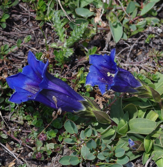 Pflanzenbild gross Kalk-Glocken-Enzian - Gentiana clusii