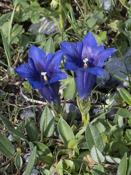 Pflanzenbild gross Kalk-Glocken-Enzian - Gentiana clusii
