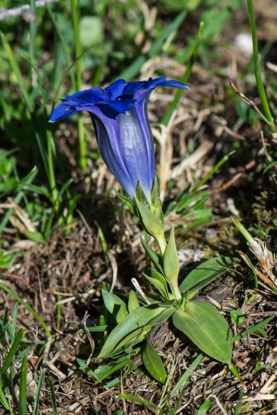 Pflanzenbild gross Kalk-Glocken-Enzian - Gentiana clusii