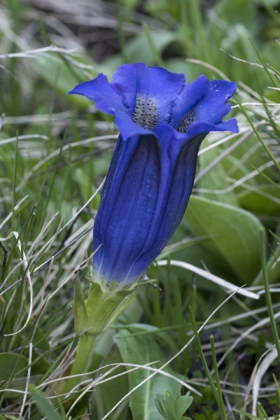 Pflanzenbild gross Silikat-Glocken-Enzian - Gentiana acaulis