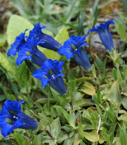 Pflanzenbild gross Silikat-Glocken-Enzian - Gentiana acaulis