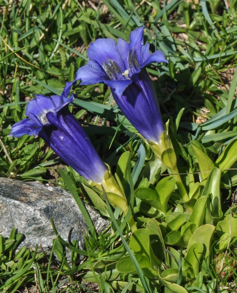 Pflanzenbild gross Silikat-Glocken-Enzian - Gentiana acaulis