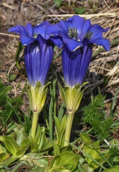 Pflanzenbild gross Silikat-Glocken-Enzian - Gentiana acaulis